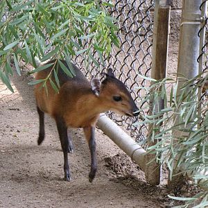 Latest Baby Red-flanked Duiker