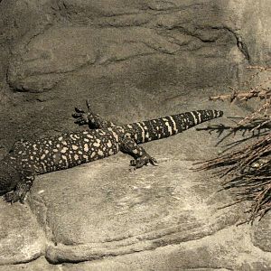 Mexican Beaded Lizard