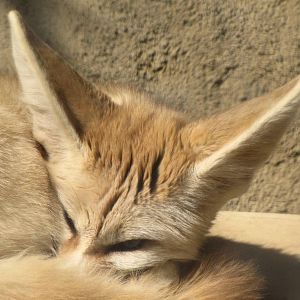 Fennec Fox