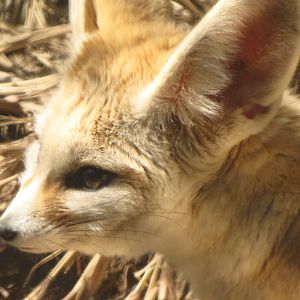 Fennec Fox