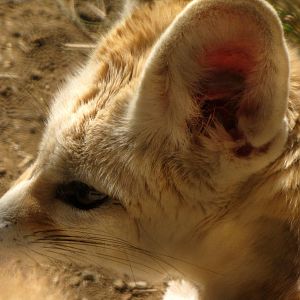 Fennec Fox