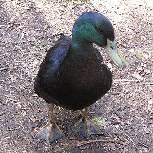 Male Cayuga Duck