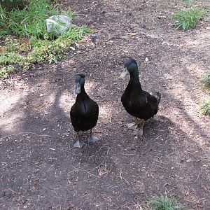 Cayuga Ducks