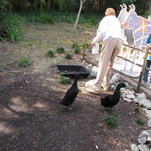 Cayuga Ducks Animals & You