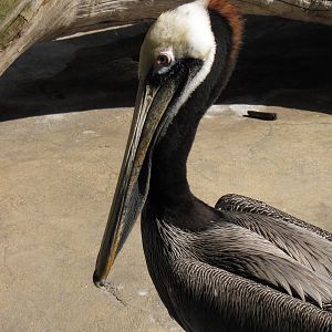 California Brown Pelican