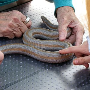 Rosy Boa With Docent