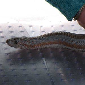 Rosy Boa