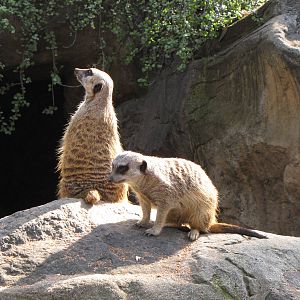 Meerkats