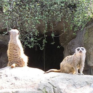 Meerkats
