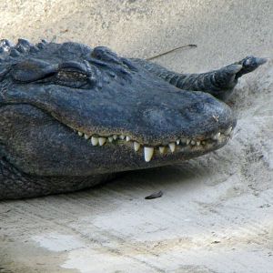 American Alligator