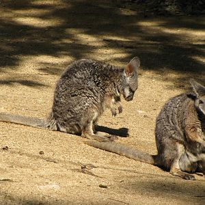 Tammar Wallabies