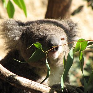 Koala Feeding