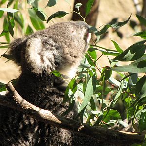 Koala Feeding