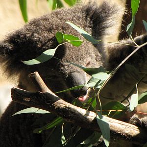 Koala Feeding