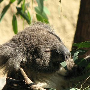 Koala Feeding