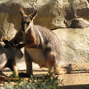 Yellow-footed Rock Wallabies