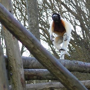 Live from Belfast Zoo! Yet another version of Riverdance