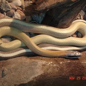 Black-tailed ratsnake