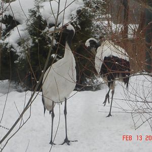 Red-crowned Crane
