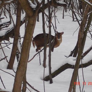Reeves's Muntjac