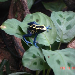 Dying Poison Frog