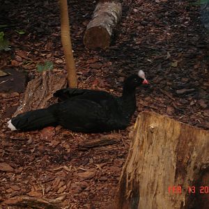 Northern Helmeted Curassow