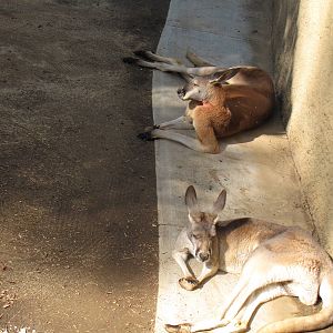 Red Kangaroos
