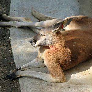 Red Kangaroo