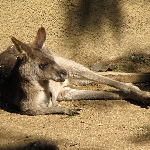 Eastern Gray Kangaroo