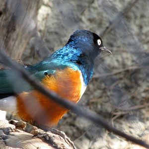 Superb Starling