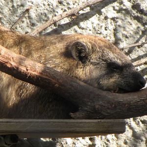 Rock Hyrax