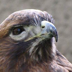 Red-tailed Hawk