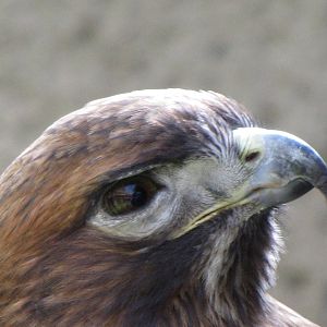 Red-tailed Hawk