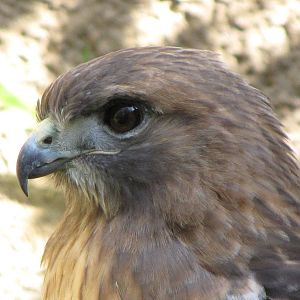 Red-tailed Hawk