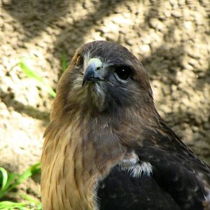 Red-tailed Hawk