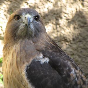 Red-tailed Hawk
