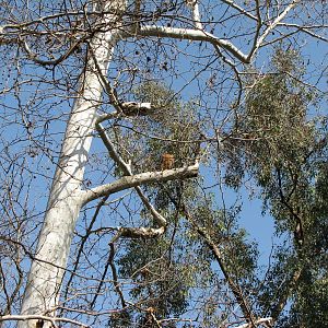 Wild Falcon Perched About 30 Feet Above Chacoan Peccaries