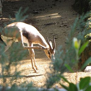 Male Speke's Gazelle