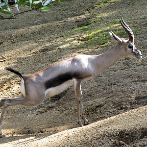 Speke's Gazelle