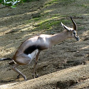 Speke's Gazelle