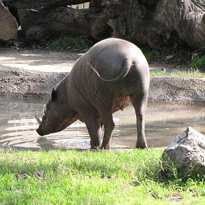 Male Babirusa