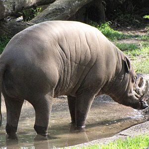 Male Babirusa