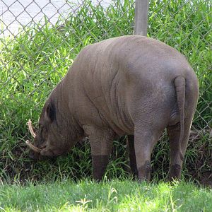 Male Babirusa