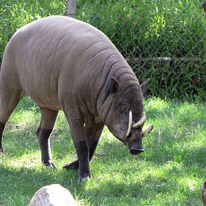 Male Babirusa