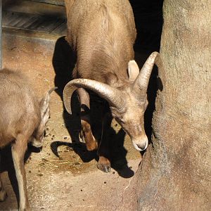 Desert Bighorn Sheep