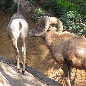 Desert Bighorn Sheep