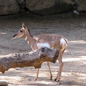 Peninsular Pronghorn