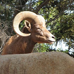 Desert Bighorn Sheep