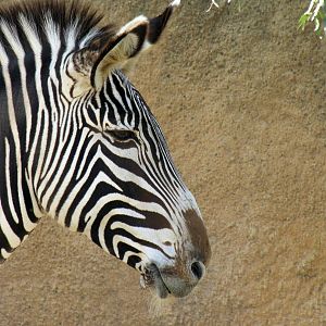 Grevy's Zebra