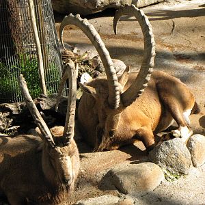 Nubian Ibex